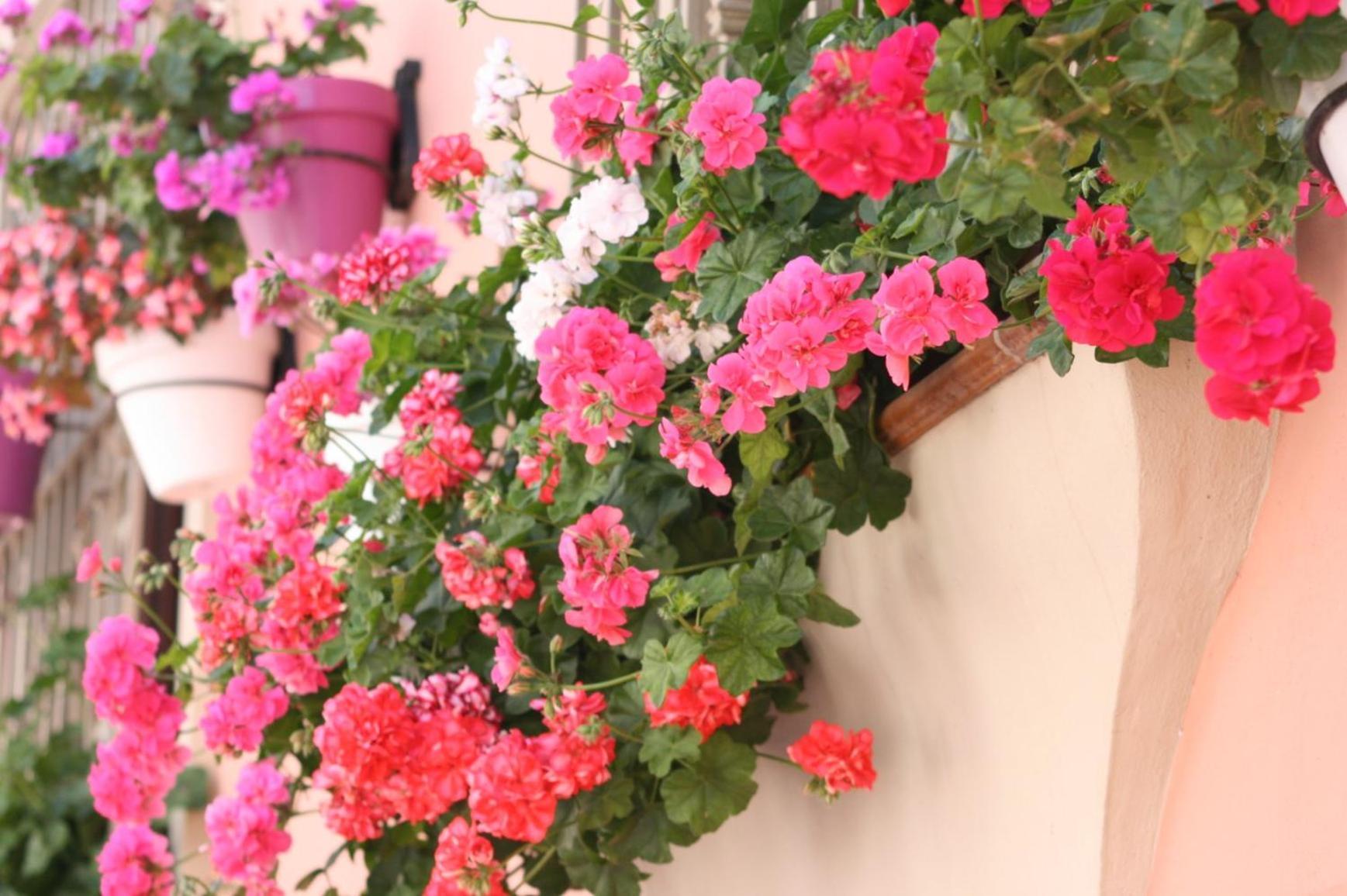 Apartamentos Turisticos Casa De La Borrega Estepona Ngoại thất bức ảnh
